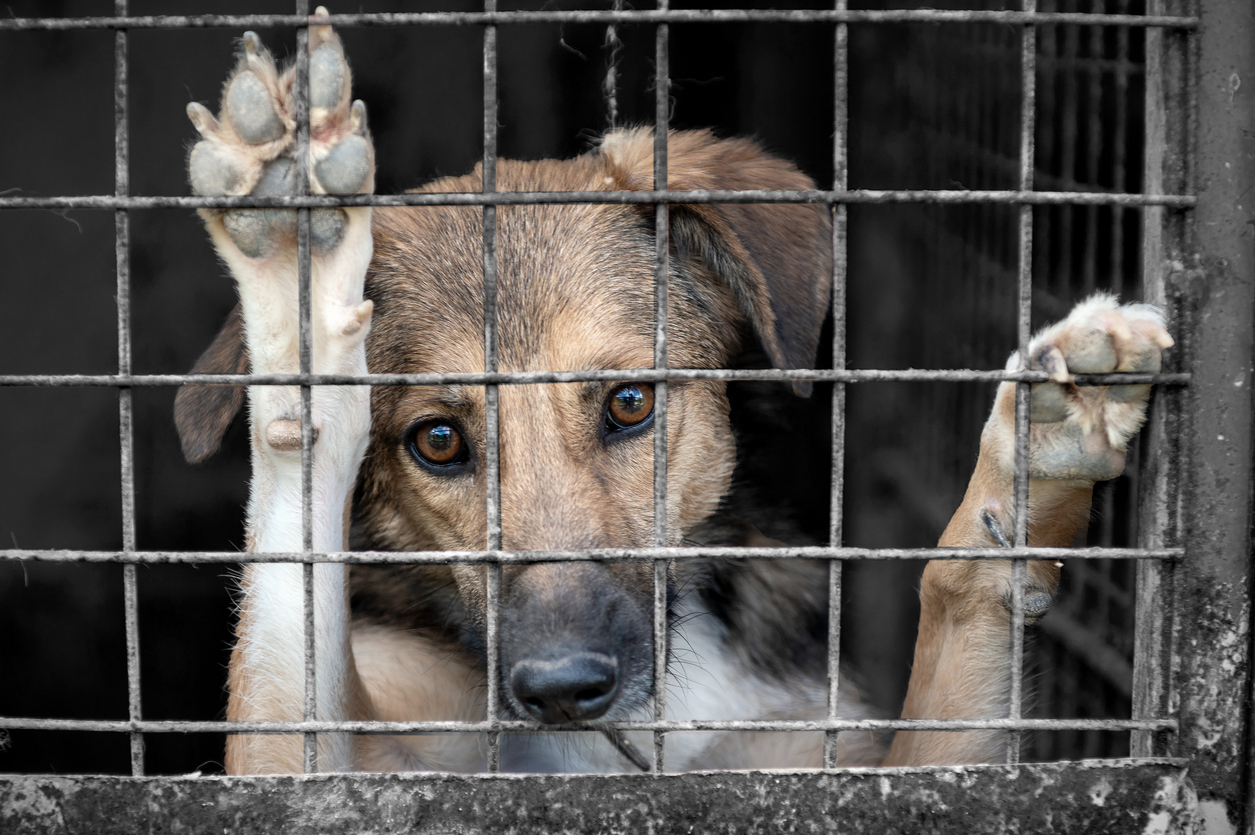 Dog in animal shelter waiting for adoption. Portrait of homeless dog in animal shelter cage. Kennel dogs locked